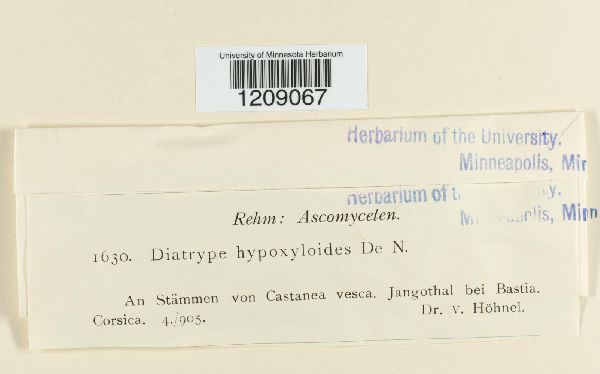 Diatrype hypoxyloides image