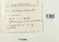 Diatrype stigma image