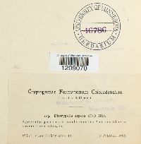 Diatrypella favacea image