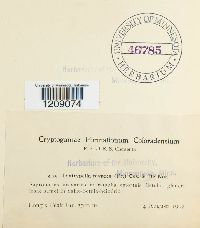 Diatrypella favacea image