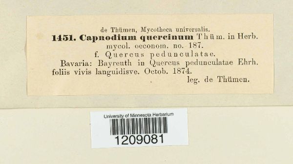 Diatrypella quercina image