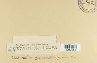 Diatrypella quercina image