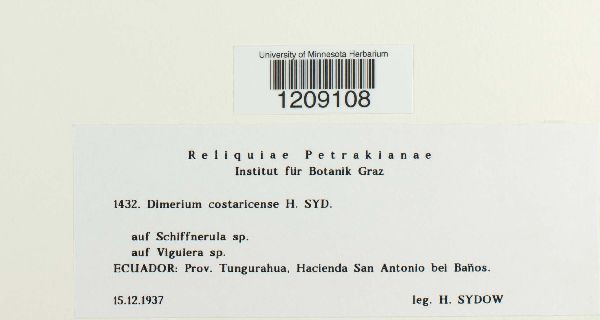 Dimerium costaricense image