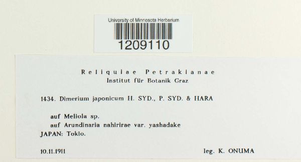Dimerium japonicum image