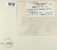 Apiosporina collinsii image