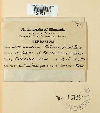 Apiosporina collinsii image