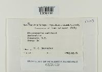 Apiosporina collinsii image