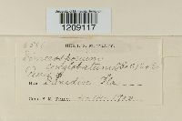 Media resource of Dimerosporium conglobatum