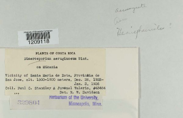 Dimerosporium aeruginosum image