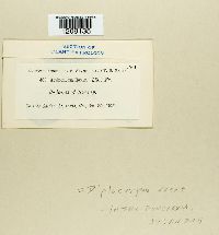 Diplocarpon rosae image
