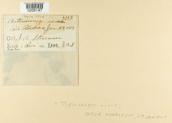 Diplocarpon rosae image