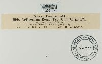 Diplocarpon rosae image