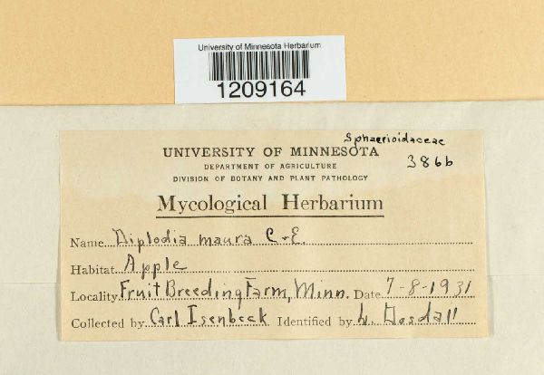 Diplodia maura image