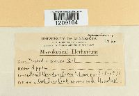 Media resource of Diplodia maura