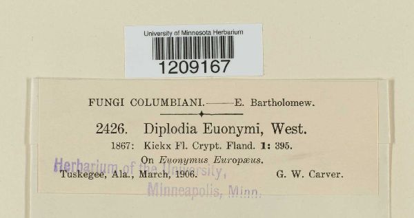 Diplodia euonymi image