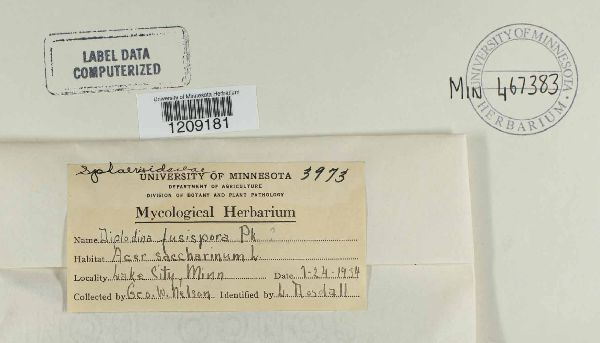 Diplodina fusispora image