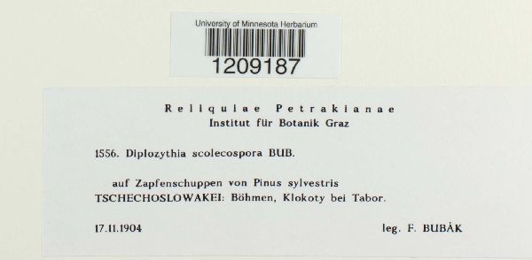 Diplozythia scolecospora image