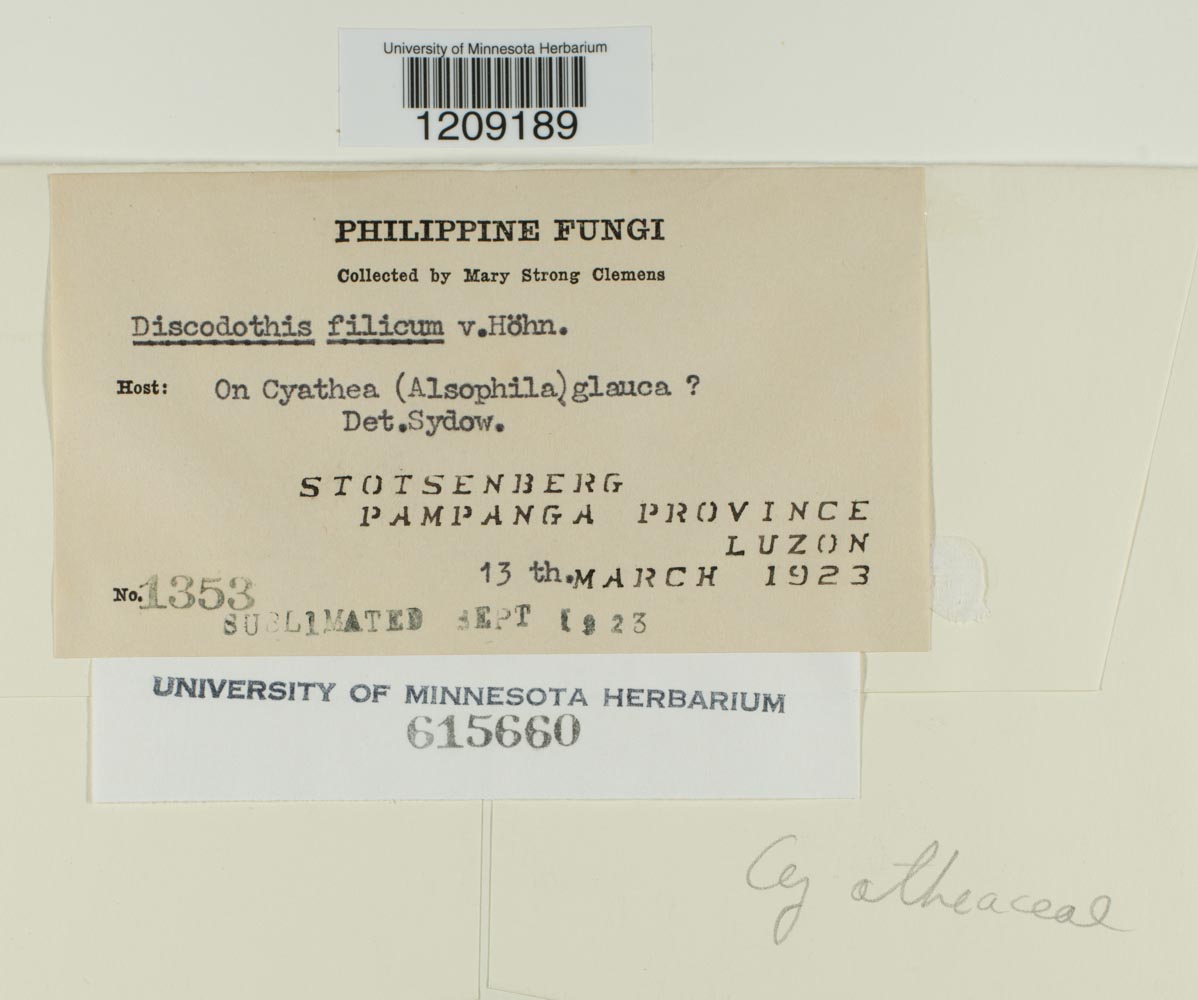 Discodothis filicum image