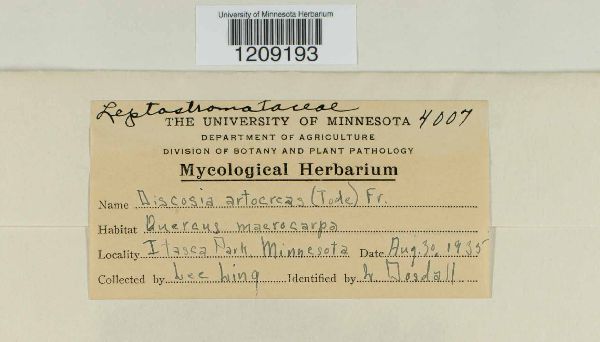 Discosia artocreas image