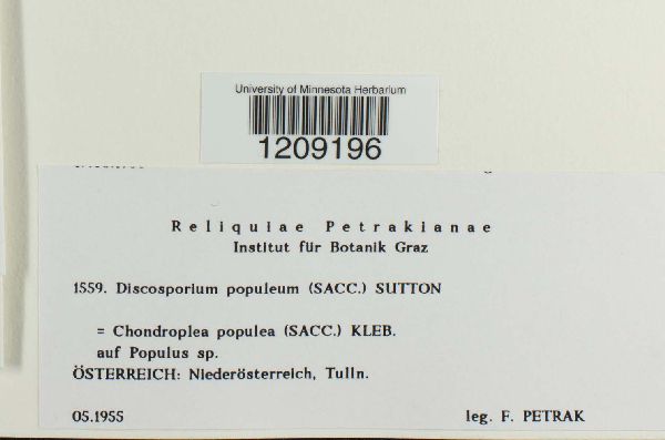 Cryptodiaporthe populea image