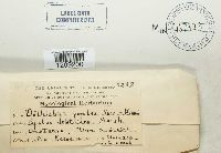 Chondroplea populea image