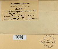 Chondroplea populea image