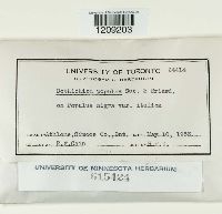 Chondroplea populea image