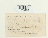 Synchytrium anemones image