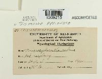 Didymella applanata image