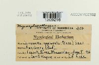 Didymella applanata image