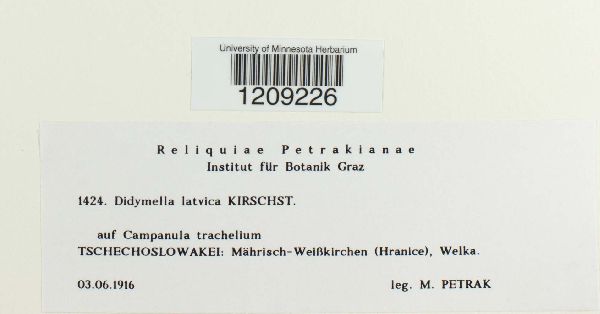 Didymella latvica image