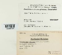 Pyrenophora lolii image