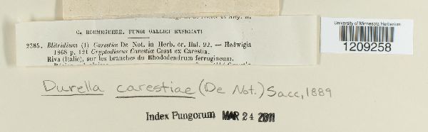 Durella carestiae image