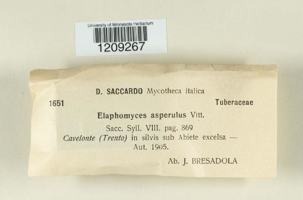 Elaphomyces asperulus image