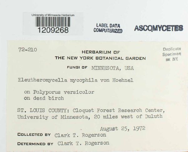 Eleutheromycella mycophila image