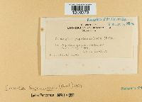 Media resource of Encoelia fascicularis