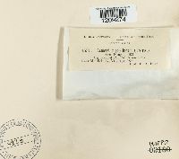 Encoelia fascicularis image