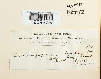 Media resource of Encoelia furfuracea