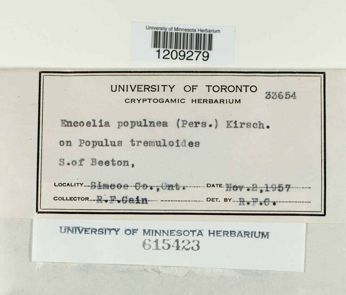 Encoelia populnea image