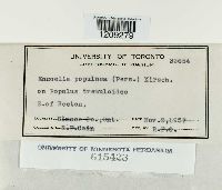 Media resource of Encoelia populnea