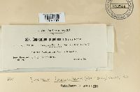 Encoelia fascicularis image