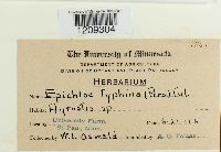 Epichloe typhina image