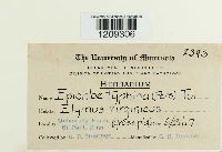 Epichloe typhina image