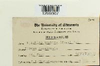 Epichloe typhina image