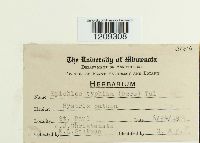 Epichloe typhina image