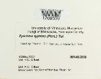 Epichloe typhina image