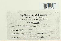 Epichloe typhina image