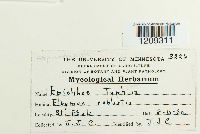 Epichloe typhina image