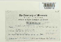 Epichloe typhina image