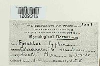 Epichloe typhina image